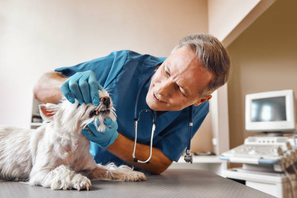 Best Emergency Dentist for Special Needs Patients in Ellicott City, MD